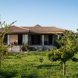 Olive Grove Zakynthos