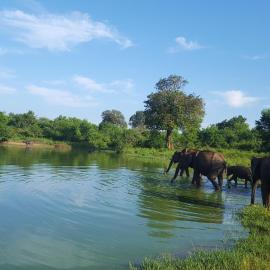 Kuma Safari Lodge, hotel in Udawalawe