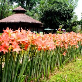 Shuklaphanta Jungle Cottage, hotel sa Bahāsi