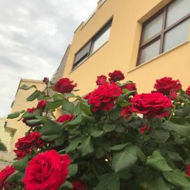 Apartman MIG, hotel Salonában
