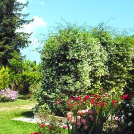 Olga's Hill