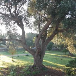 Sol Invictus Est, viešbutis mieste Serranova