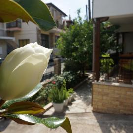 Magnolia