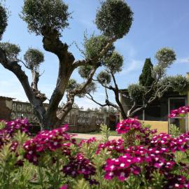 B&B Casa degli Ulivi, hotel sa Nettuno