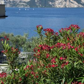 Hotel Vela Azzurra, hotel v Malcesinah