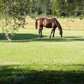 Kokomo Farms, hotel in Live Oak