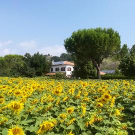 Agriturismo Chicchirichì – hotel w mieście Tortoreto Lido