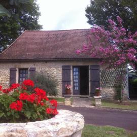 Cottage Poppy