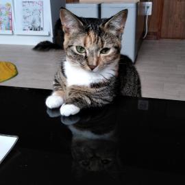 Cat Cafe & Stay Cultus's Home