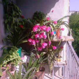 Бабушкин уют в РУСТАВИ, hotel a Rustavi