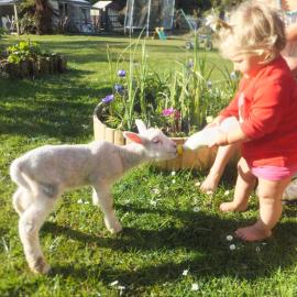 Little Paradise & Petting Farm