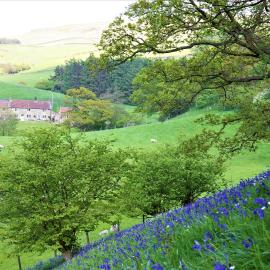 Bluebells Cottage, hotel a Chop Gate