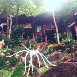 Phi Phi Don में, होटल Phi Phi Green Hill Resort