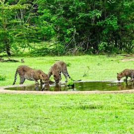Yala Leopard Mobile Camp, hotel a Yala