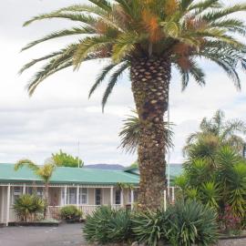 Palm Motel Waihi, hotel v destinácii Waihi