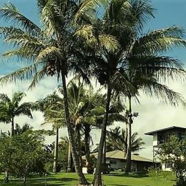Island Goode's - Luxury Adult Only Accommodation near Hilo, hôtel à Papaikou