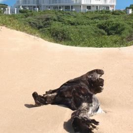 The Beach House, hotel in Port Alfred