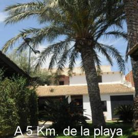 Sun & Palm Trees