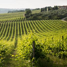 Tenuta Di Monaciano