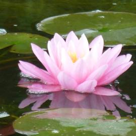 Wellness- und Gartenhotel Heusser, מלון בבאד דורקהיים