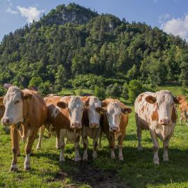 Farm Holidays Povsin, hotel din Bled