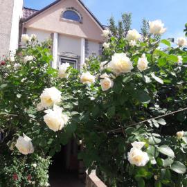 Guest House Cozy near Arcadia, hotel din Odesa