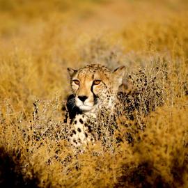Inverdoorn Game Reserve Lodge, hotel din Breede River DC