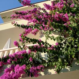 Apartments Villa Čizmić