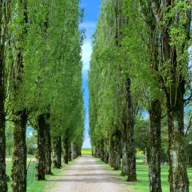 L’allée des peupliers