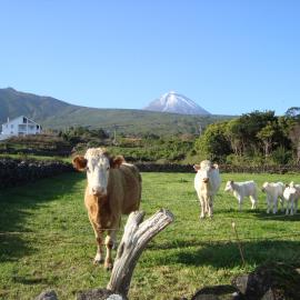 Casa Do Canto # PICO HOLIDAY RENTALS
