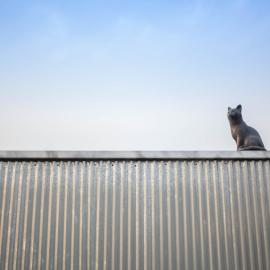 양철지붕위의 고양이Cat on a Hot Tin Roof, отель в городе Янъян