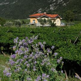 Appartamenti Al Vigneto