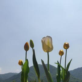 B&B Tulipano, hotelli kohteessa Crone