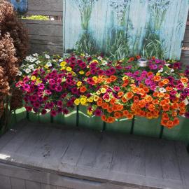 Amsterdam Roof Terrace B&B