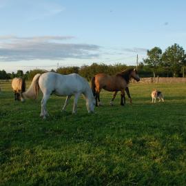 The Little Flock Farm, хотел в Cloonmore