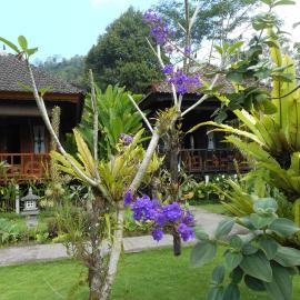 Kubu Alas Tunggal Villa