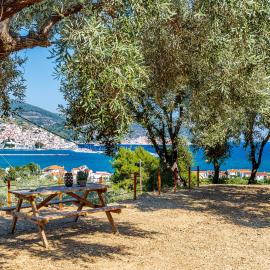 Olive Grove Apartment