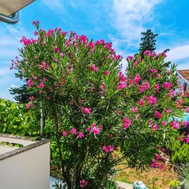 Apartman Hana, hotell i Omišalj