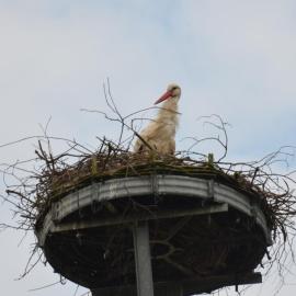 Storchennest an der Spree in Radinkendorf โรงแรมในเบสโกว์