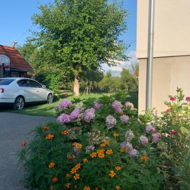 Apartman MAURO