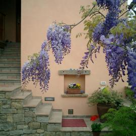 Il Glicine