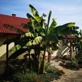 Ráday Apartman