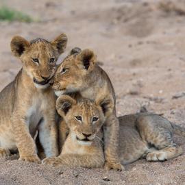 Tintswalo Safari، فندق في محمية مانيليتي للطرائد
