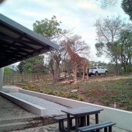Hazyview Buffalo Game Lodge
