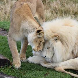 Tenikwa Wildlife Centre & Spa, hotel a Plettenberg Bay