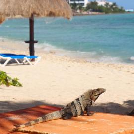 Beautiful Studio in Akumal Paradise - Wifi, AC