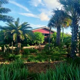 Red Palm Village