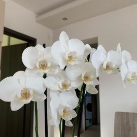 Orchidea Apartmanház Egerszalók