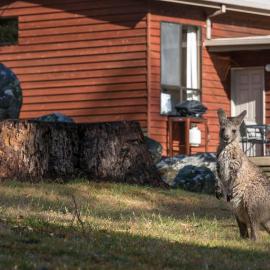 Wonderland Cottages, hotel a Halls Gap
