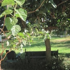 The House By The Mulberry Tree, hotel di Neve Ilan